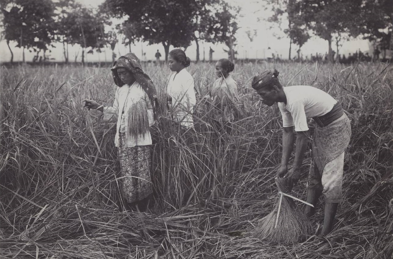 Rijstoogst op Java (1927)